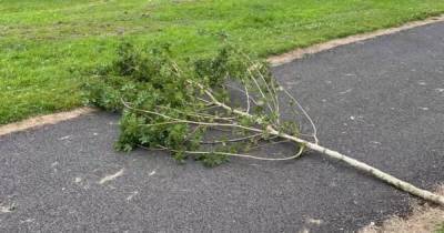 Yobs vandalise memorial trees in Grangemouth park as police called to scene - www.dailyrecord.co.uk
