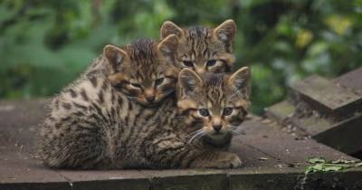 Scottish wildcat kittens given adorable names at Five Sisters Zoo - www.dailyrecord.co.uk - Scotland