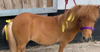 Heartbreak as Shetland pony used to help people with learning difficulties is stolen from stables - www.manchestereveningnews.co.uk - county Cheshire
