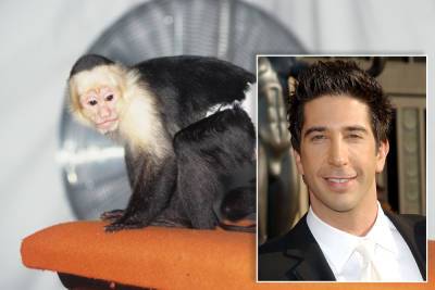 ‘Friends’ animal trainer claims David Schwimmer was ‘jealous’ of monkey - nypost.com - New York