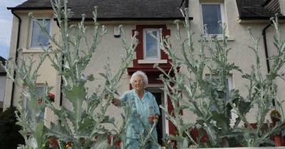 THIS-TLE blow your mind! Larkhall pensioner's 12ft national flower of Scotland - www.dailyrecord.co.uk - Scotland