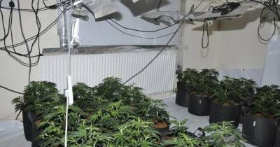 Three men arrested and cannabis farms seized after car stopped by police - www.manchestereveningnews.co.uk