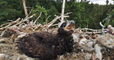 Sea Eagle chick born for first time at Balmoral Estate - www.dailyrecord.co.uk