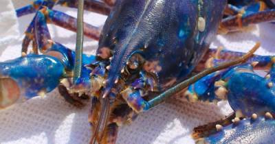Rare blue lobster saved from the pot after being delivered to Rochdale pub - www.manchestereveningnews.co.uk - Scotland