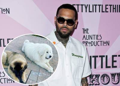 Chris Brown Sued By Former Housekeeper, Claims He Tried To Cover Up His Dog Viciously Attacking Her! - perezhilton.com