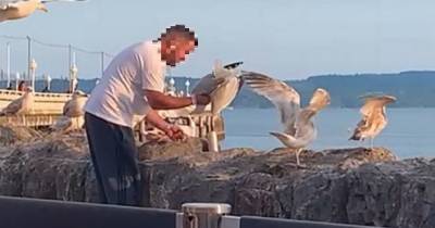 Horrible moment 'northern' man throttled seagull for over a minute after it grabbed his doughnut - www.manchestereveningnews.co.uk
