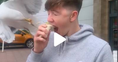 Watch as a savage seagull swipes KFC wrap from Scots teen's mouth - www.dailyrecord.co.uk - Scotland