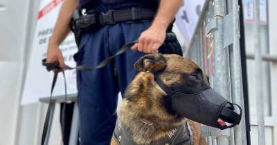 Dogs debut on Cannes red carpet to detect Covid-19 - www.msn.com - France