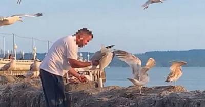 Shocking moment man strangles seagull for over a minute after it steals his doughnut - www.dailyrecord.co.uk