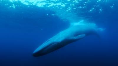 True Crime Maven Joshua Zeman Takes An Oceanic Detour In ‘The Loneliest Whale,’ ‘Summer of Soul’ Passes $1M – Specialty Preview - deadline.com
