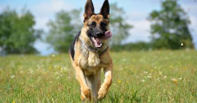 Last chance to vote for German Shepherds as the UK’s favourite breed - www.manchestereveningnews.co.uk - Britain - Manchester - Germany