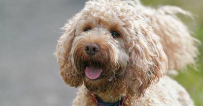 Last chance to vote for Cockapoo as the UK’s favourite breed - www.ok.co.uk - Britain