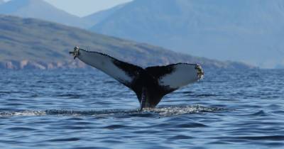 Scot captures incredible shots of humpback whale off coast of Skye - www.dailyrecord.co.uk - Scotland