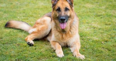 A love letter to the nation's devoted German Shepherds - www.manchestereveningnews.co.uk - Germany