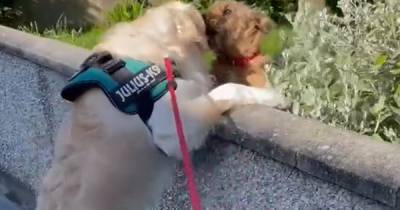 'Cutest thing I’ve seen all week': Watch gorgeous moment Golden Retriever Barney kisses best friend - www.dailyrecord.co.uk
