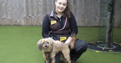 Nine dogs that need your help for a second chance at happiness - www.manchestereveningnews.co.uk