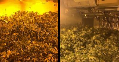 Police raid huge £1m cannabis farm in Bolton warehouse - with 11 rooms of plants - www.manchestereveningnews.co.uk - city Bolton