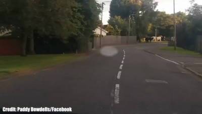 Rovin' bovines: Watch as cows mysteriously appear at bus stop in Lanarkshire town - www.dailyrecord.co.uk - Scotland - city Lanarkshire