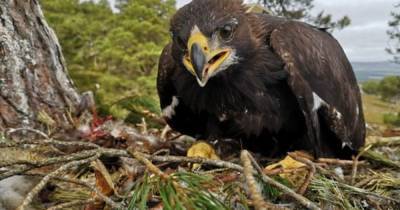 Golden eagle chicks tagged in national park to give greater insight into birds - www.dailyrecord.co.uk - USA