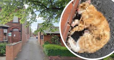 Thugs let vicious dogs loose on defenseless pet cat in Bolton - www.manchestereveningnews.co.uk