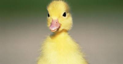 Man arrested after duckling is found dead at Scots beauty spot - www.dailyrecord.co.uk - Scotland