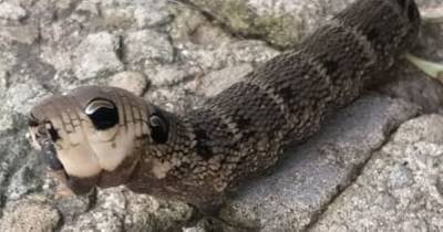 After huge moths took Greater Manchester by storm, this 'wee snake' creature has got everyone scratching their heads - www.manchestereveningnews.co.uk - Manchester - county Stewart