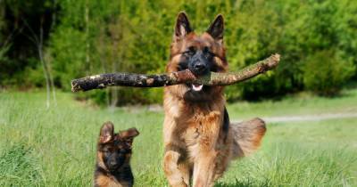 Five interesting facts about German Shepherds you probably didn't know - www.manchestereveningnews.co.uk - Britain - Germany