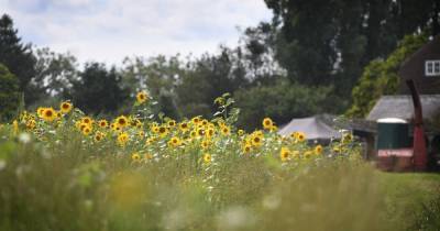 The sunflower field with an all-day barbecue opening this weekend - www.manchestereveningnews.co.uk