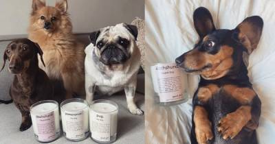 You can get a candle based on your dog's breed and personality - www.manchestereveningnews.co.uk - Manchester