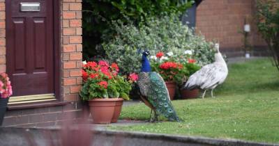 The Tameside neighbourhood where stunning peacocks rule the roost - but not everyone is happy - www.manchestereveningnews.co.uk - Manchester