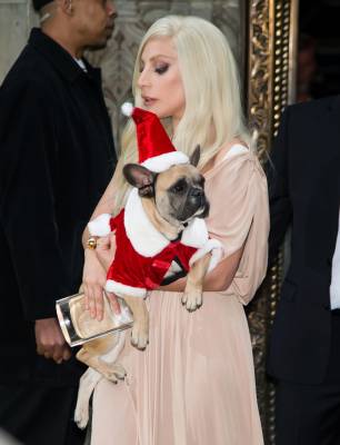 Lady Gaga’s Dog Walker Raising Money For Healing Van - etcanada.com - France - Los Angeles