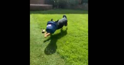 Owner struggles to catch puppy running around garden with plant pot on its head - www.manchestereveningnews.co.uk