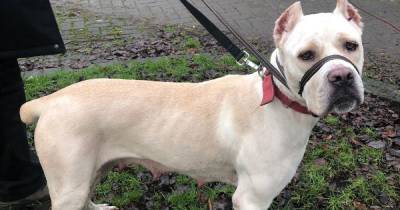 Unwanted dog is still waiting for someone to love her after 250 days in kennels - www.manchestereveningnews.co.uk - Manchester