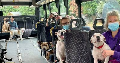 Former school bus packed out with rescue dogs to help struggling kids - www.manchestereveningnews.co.uk - Manchester