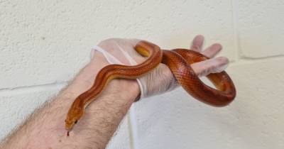 Snake found slithering around Scots high rise flats as hunt for owner launched - www.dailyrecord.co.uk - Scotland - city Aberdeen