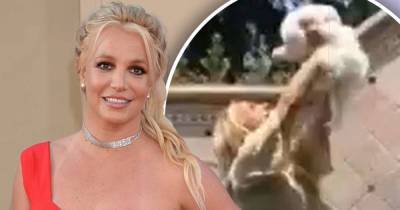 Britney Spears' dogs were NEAR DEATH when staff took them from her - www.msn.com