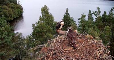 Dunkeld osprey chick leaves for her first incredible journey - www.dailyrecord.co.uk - Scotland