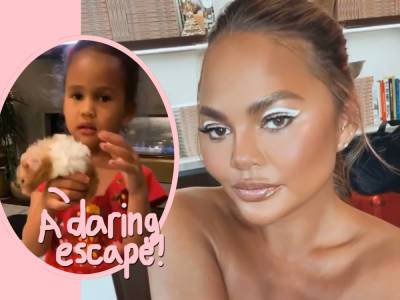 Chrissy Teigen Rescues Family Hamster That Was Missing For Three Days IN HER WALL! - perezhilton.com