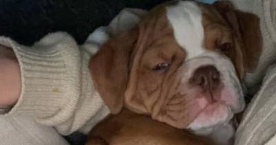 Newborn puppy 'snatched' from Scots home while owner shopped at Asda - www.dailyrecord.co.uk - Britain - Scotland - county Cooper