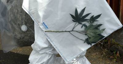 Forensics remove cannabis plants from Falkirk house after 'large cultivation' discovered - www.dailyrecord.co.uk