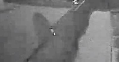 Big cat' caught on CCTV prowling in Scots garden by frightened dog owner - www.dailyrecord.co.uk - Scotland