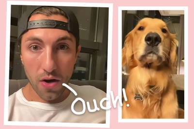 The Bachelorette's Jason Tartick Says He Was Hit By A Car While Out Walking His Dog - perezhilton.com