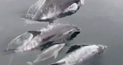 Woman delighted to capture footage of Scots dolphin family - including tiny baby - www.dailyrecord.co.uk - Scotland