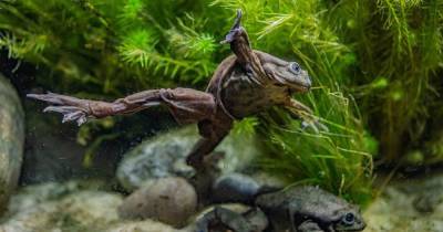 Rare frogs named after certain body part go on display at Chester Zoo - www.manchestereveningnews.co.uk - Manchester - Peru - Bolivia