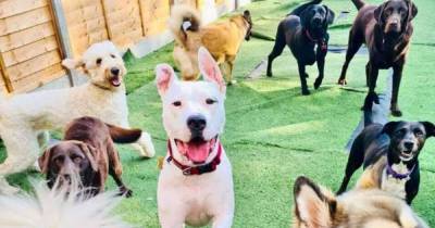 Help these 12 dogs in Manchester celebrate International Dog Day in a new home - www.manchestereveningnews.co.uk - Britain - Manchester