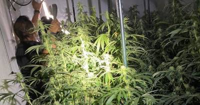 Cannabis farm in Oldham busted by police after tip-off - www.manchestereveningnews.co.uk - county Oldham
