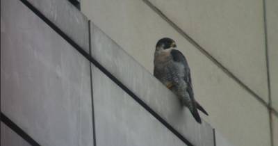 The stunning peregrine falcons that need help to raise a family at MediaCityUK - www.manchestereveningnews.co.uk