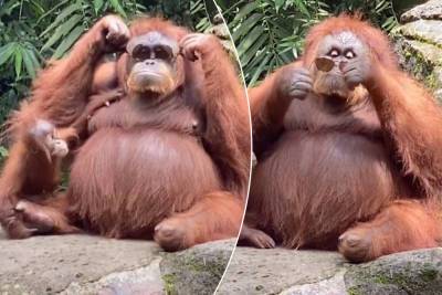 Orangutan rocks sunglasses after tourist drops them in zoo enclosure - nypost.com - Indonesia