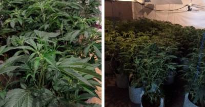 Police uncover 'sophisticated' cannabis farm during drugs raid near Wigan - www.manchestereveningnews.co.uk
