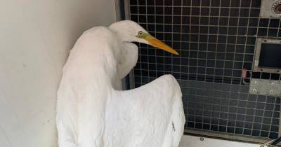 Firefighters rescue injured heron from canal after concerns member of public was going to try save it - www.manchestereveningnews.co.uk